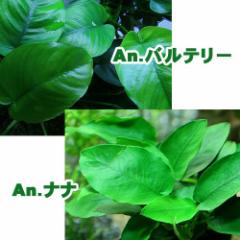 (����) �A�k�r�A�X�i�i�i�P�|�b�g�j�{�A�k�r�A�X�@�o���e���[�i�P�|�b�g�j�@  �y����/�M�ы�/�Ϗ܋�/����z�y���́z�y�ʔ�/�̔��z�y�A�N