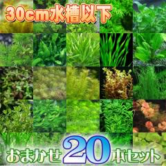 (����) ���܂��������@�����T�C�Y�R�Ocm�ȉ��ɂ����߁@�i�T��ȏ�@�Q�O�{�j  �y����/�M�ы�/�Ϗ܋�/����z�y���́z�y�ʔ�/�̔��z�y�A�N