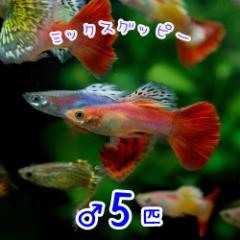 (�M�ы� ����) ( �I�X�X��)�~�b�N�X�O�b�s�[�y�O���Y�z�@�I�X ���@�i�@�T�C�j  �y����/�M�ы�/�Ϗ܋�/����z�y���́z�y�ʔ�/�̔��z�y�A�N