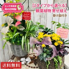 �y���q��y�� ��̓����� �ϗt�A�� �񂹐A�� �󂯎M�t�� ���������y2�^�C�v����I�ׂ�z