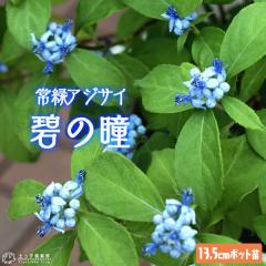 ��΃A�W�T�C �w �ɂ̓� �x �A�I�m�q�g�~ 13.5cm�|�b�g�c �y ���� �z