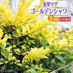 �L�����c�Q �w �S�[���f���V�����[ �x �i ����c�Q �j 7.5cm�|�b�g�c �y �������� �z �y 2�Z�b�g �z