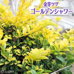 �L�����c�Q �w �S�[���f���V�����[ �x �i ����c�Q �j 7.5cm�|�b�g�c