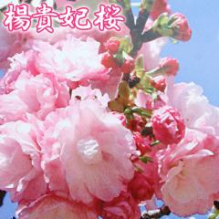 �� �w �k�M�� �i ���E�L�q �j �x �ڂ��� 10.5cm�|�b�g �c��