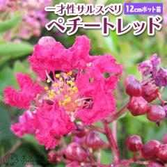 �T���X�x�� �w �y�`�[�g���b�h �x ��ː� 12cm�|�b�g�c �i�y�`�[�g�T���V���C���u���b�h�C���v�v�j