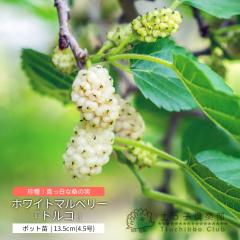 �z���C�g�}���x���[�y�g���R�z13.5cm�i4.5���j�|�b�g�c ������ ���� �K�̎� �}���x���[ �� �K �N���m�~ �x�����_ �� ���A�� �ƒ�؉� �V