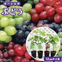 Ԃǂ iuhEj S4i 12cm|bgc y Iׂi z2N}ؕc i VC}XJbg / |NC[ / ˃WCAc / 