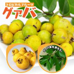 �O�A�o �u�C�G���[�X�g���x���[�O�@�o�v13.5cm�|�b�g�c�i �L�~�m�o���W���E �j 