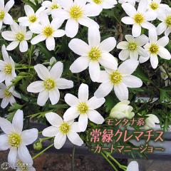 ��΃N���}�`�X �w �J�[�g�}�j�[�W���[ �x �I�Z�A�j�A�n�i�t�H�X�e���[�n�E���}�炫�j 9cm�|�b�g�c