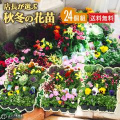 �y���q��y�� �G�� �� �ԕc 24�c �Z�b�g �y �������� �z�ԕc�Z�b�g �� �t �� �H �~ �Ԓd �� �� ���� �v�����^�[ �񂹐A�� �K�[�f�j���O  