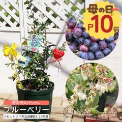 ��̓� �u���[�x���[ ���r�b�g�A�C �n 2�i�� 8���X���b�g�� �y �엿�v���[���g�I �z�������� �M�t�g �v���[���g