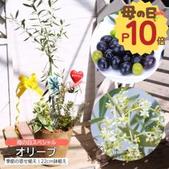 ��̓� �I���[�u �ƋG�߂� �񂹐A�� �A�[�g�X�g�[�� 22cm���A�� �y �I�ׂ锫�F �z�������� �M�t�g �v���[���g 