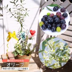 ��̓� �I���[�u �ƋG�߂� �񂹐A�� �A�[�g�X�g�[�� 22cm���A�� �y �I�ׂ锫�F �z�������� �M�t�g �v���[���g 