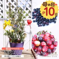 ��̓� �r���x���[ �� �N�����x���[ �� �񂹐A�� �A�[�g�X�g�[�� 22cm���A���y �I�ׂ锫�F �z�������� �M�t�g �v���[���g 