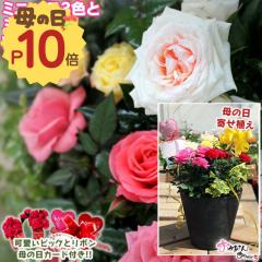 ��̓� �~�j�o�� 3�F�� �~�j�ϗt �� �񂹐A�� �A�[�g�X�g�[�� 22cm���A�� �y �I�ׂ锫�F �z �������� �M�t�g �v���[���g 