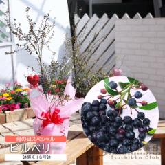 ��̓� ���N�ʎ��� ���A�� �r���x���[ 6�����A�� �������� �M�t�g �v���[���g