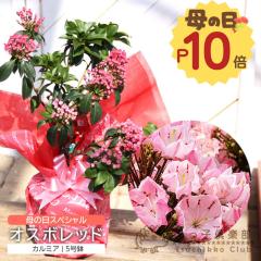 ��̓� �J���~�A�w �I�X�{���b�h �x5���� �������� �M�t�g �v���[���g