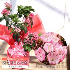 ��̓� �J���~�A�w �I�X�{���b�h �x5���� �������� �M�t�g �v���[���g