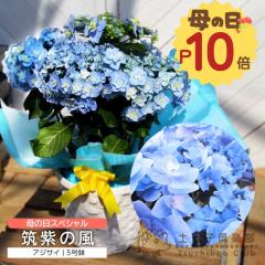 ��̓� ������ �A�W�T�C�w �}���̕� �x5���� �J�S���� �������� �M�t�g �v���[���g