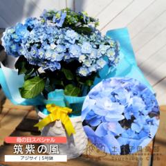 ��̓� ������ �A�W�T�C�w �}���̕� �x5���� �J�S���� �������� �M�t�g �v���[���g