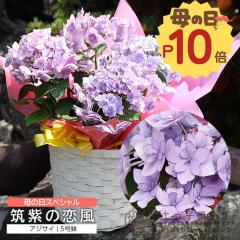 ��̓� �����̃A�W�T�C�w �}���̗��� �x�������� �M�t�g �v���[���g