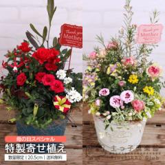 ��̓� �y���q��y�� �̕�̓������񂹐A�� �������� �M�t�g �v���[���g