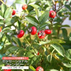 ���[�Y�q�b�v �w �Z���Z�[�V���i���t�@���^�W�[ �x 5�����A�� �y �������� �z