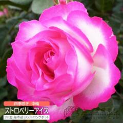 �l�G�炫 ���� �w �X�g���x���[�A�C�X �x 2�N�� �ڂ��ؕc �i �t�����o���_���[�Y �j �ʖ� �{�[�_�[���[�Y