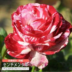 �l�G�炫 ���� �w �Z���`�����^�� �x 2�N�� �ڂ��ؕc �i �t�����o���_���[�Y �j