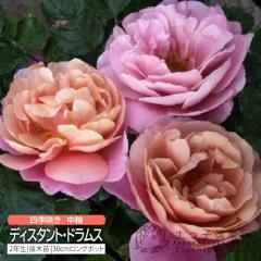 �l�G�炫 ���� �w �f�B�X�^���g�E�h�����X �x 2�N�� �ڂ��ؕc �i �t�����o���_���[�Y �j