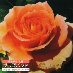 lG炫  w uXoh x 2N ڂؕc i to_[Y j