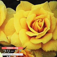 �l�G�炫 ���� �w �t���[�W�A �x 2�N�� �ڂ��ؕc �i �t�����o���_���[�Y �j ����