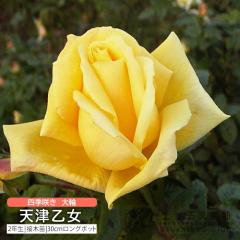 �l�G�炫 ��� �V�É��� �A�}�c�I�g�� 2�N�� �ڂ��ؕc �i �n�C�u���b�g�e�B�[���[�Y �j