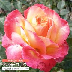 lG炫  w V[RbN x 2N ڂؕc i nCubgeB[[Y j