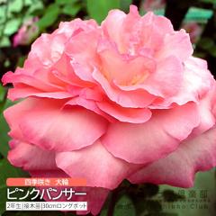 �l�G�炫 ��� �w �s���N�p���T�[ �x 2�N�� �ڂ��ؕc �i �n�C�u���b�g�e�B�[���[�Y �j