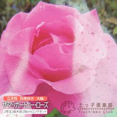 �l�G�炫 ��� �w �U�E�}�b�J�[�g�j�[�E���[�Y �x 2�N�� �ڂ��ؕc �i �n�C�u���b�g�e�B�[���[�Y �j