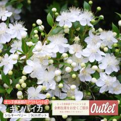 AEgbg MoCJ ~  VL[x[ 9cm|bgc 