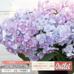 �A�E�g���b�g �A�W�T�C �}���̗��� 5�����A�� �����̂��������i2027�N�J�ԗ\��劔�j