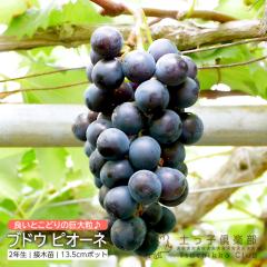 �Ԃǂ� ( �u�h�E )�w �s�I�[�l �x 13.5cm�|�b�g 2�N�� �}�ؕc �y �������� �z