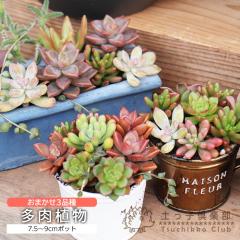 ~jI w ܂ 3iZbg x 7.5`9cm|bg s A 3Zbg t