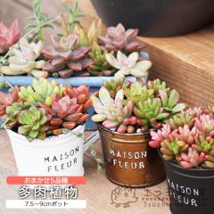 ~jI w ܂ 5iZbg x 7.5`9cm|bg s A 5Zbg t