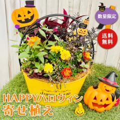 �y�撅�v���[���g�t���z�n���E�B�� �� �񂹐A�� �������� �n���E�B�� �H �m�Q�C�g�E �Z���V�A �}���[�S�[���h �ӏܗp�g�E�K���V �W�j�A 