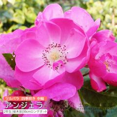 �c���o�� �l�G�炫 ���� �w �A���W�F�� �x 2�N�� �ڂ��ؕc �i �N���C�~���O���[�Y �j