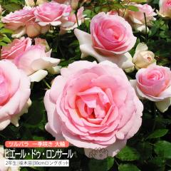 �c���o�� ��� �w �s�G�[���E�h�D�E�����T�[�� �x 2�N�� �ڂ��ؕc �i �N���C�~���O���[�Y �j ���E�a�������K�N