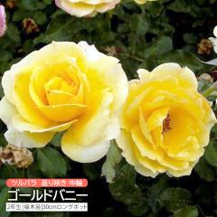 �c���o�� �Ԃ�炫 ���� �w �S�[���h�o�j�[ �x 2�N�� �ڂ��ؕc �i �N���C�~���O���[�Y �j