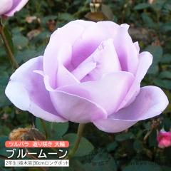 co Ԃ炫  w u[[ x 2N ڂؕc i NC~O[Y j