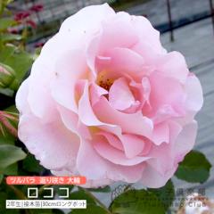 �c���o�� �Ԃ�炫 ��� �w ���R�R �x 2�N�� �ڂ��ؕc �i �N���C�~���O���[�Y �j