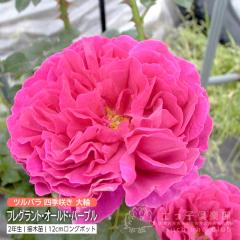 �c���o�� ��� �w�t���O�����g�E�I�[���h�E�p�[�v���x 2�N���ڂ��ؕc �i�V�F���u���[�Y ���鐫�j �l�G��
