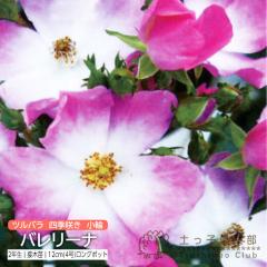 �c���o�� �l�G�炫 �ɏ��� �w �o�����[�i �x 2�N�� �ڂ��ؕc�i�N���C�~���O���[�Y�j