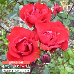 lG炫   w CObgEF[u x 2N ڂؕc i to_[Y j